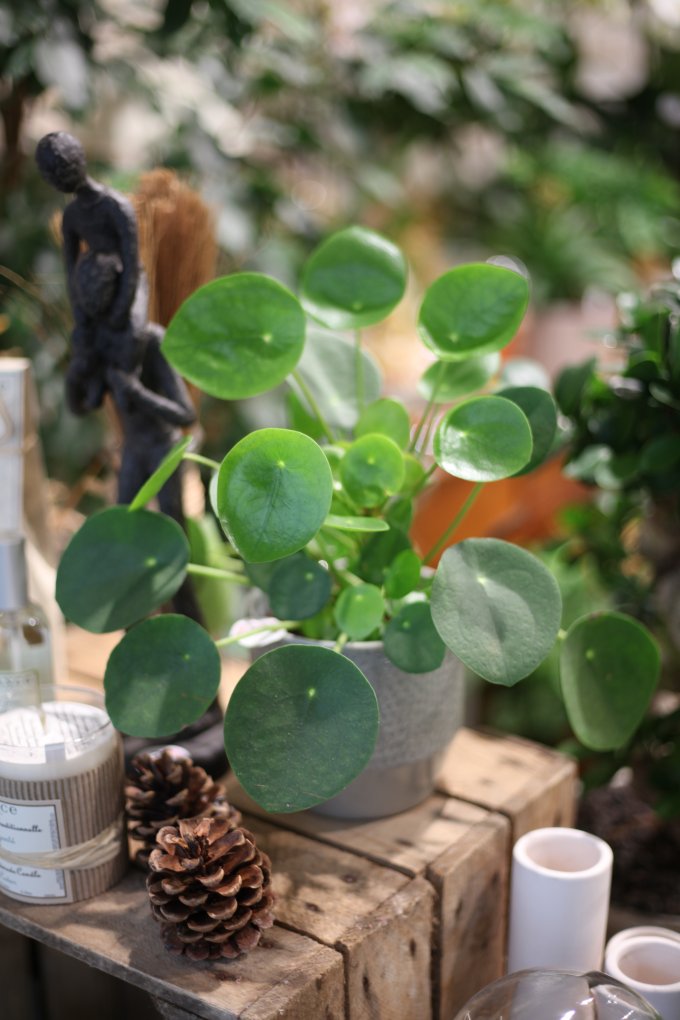 Pilea peperomioides